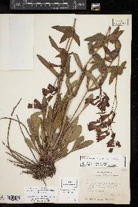 Penstemon triflorus image