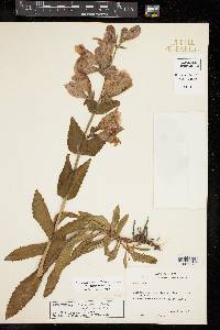 Penstemon cobaea image