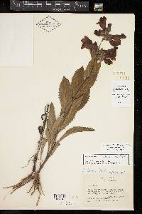 Penstemon cobaea image