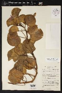 Ipomoea pes-caprae image