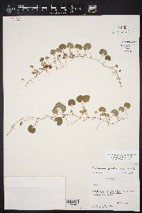 Dichondra carolinensis image