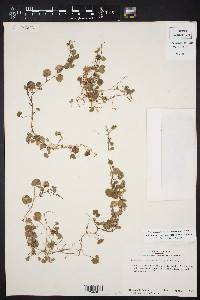 Dichondra recurvata image