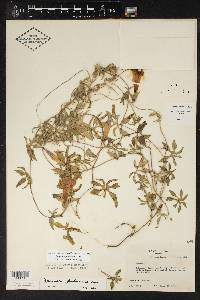 Ipomoea pubescens image