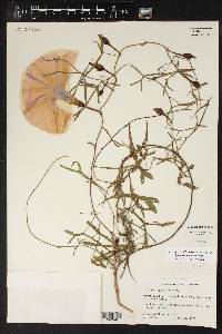 Ipomoea sagittata image