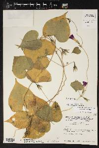 Ipomoea purpurea image