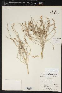 Cressa nudicaulis image