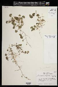 Dichondra carolinensis image