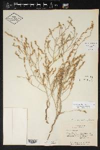 Cressa nudicaulis image