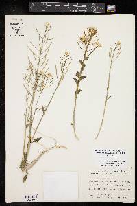 Cardamine bulbosa image