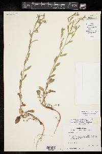 Lepidium austrinum image