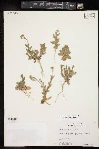 Draba platycarpa image