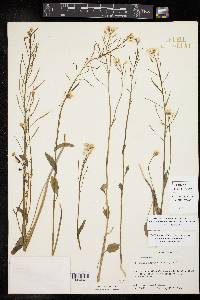 Cardamine bulbosa image