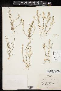 Draba brachycarpa image