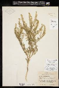 Lepidium austrinum image