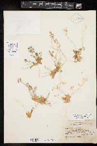 Draba platycarpa image