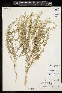 Lepidium austrinum image