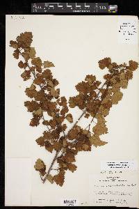 Crataegus marshallii image