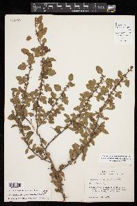 Crataegus brachyacantha image