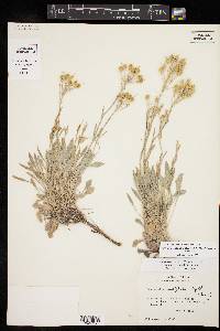 Physaria ovalifolia image