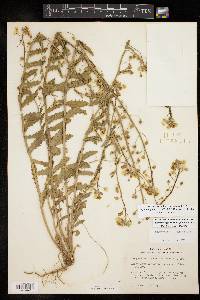 Paysonia grandiflora image