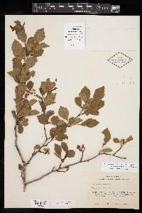 Crataegus viridis var. viridis image