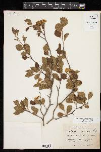 Crataegus anamesa image