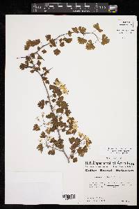 Crataegus marshallii image