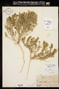 Lepidium lasiocarpum image