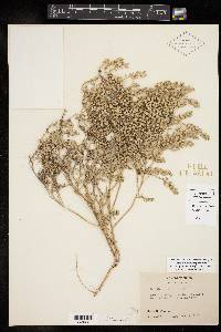 Lepidium lasiocarpum image