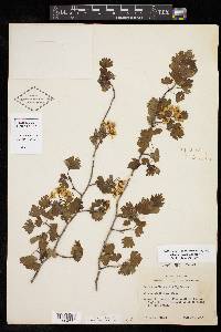 Crataegus marshallii image