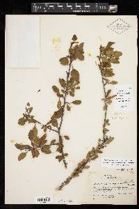 Crataegus brachyacantha image