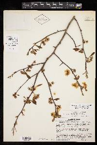 Crataegus opaca image