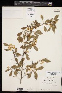 Crataegus viridis image