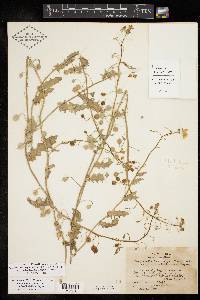 Paysonia lasiocarpa subsp. berlandieri image