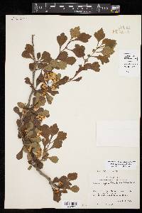 Crataegus spathulata image