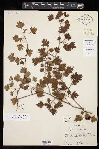 Crataegus marshallii image