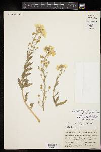 Paysonia grandiflora image