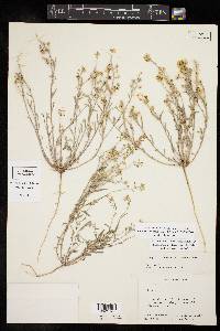 Physaria gordonii image