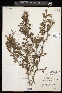 Crataegus spathulata image