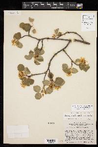 Amelanchier utahensis image