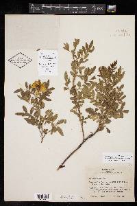 Rosa foliolosa image