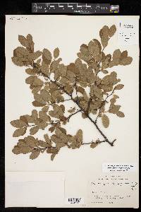 Prunus gracilis image