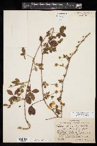 Rubus trivialis image