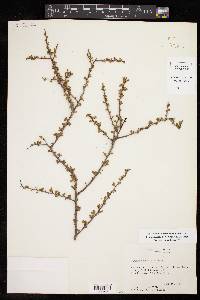 Prunus havardii image