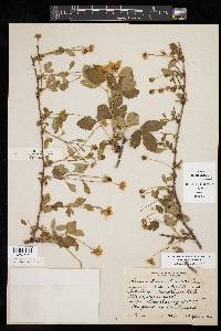 Rubus trivialis image