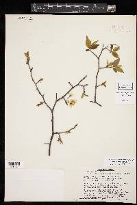 Prunus umbellata image