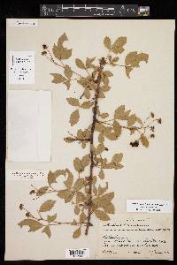 Rubus lucidus image