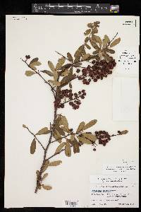 Pyracantha koidzumii image