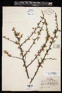 Prunus angustifolia image