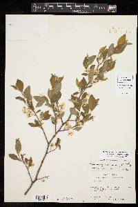 Prunus gracilis image